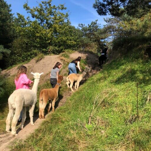 Korte Alpacawandeling